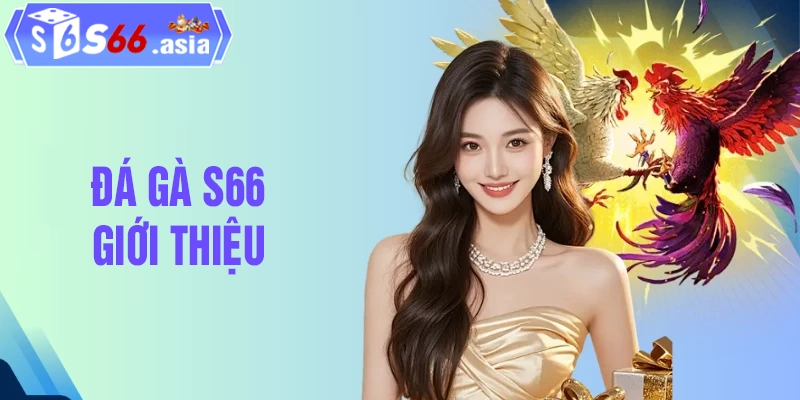 Sơ lược thông tin về đá gà tại S66