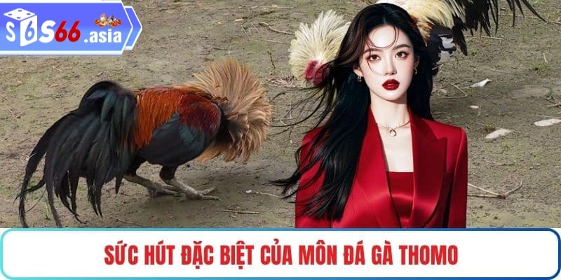 Khám Phá Hình Thức Đá Gà THOMO Giải Trí Hấp Dẫn Bậc Nhất Hiện Nay